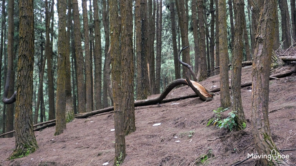 Vagamon pine forest
