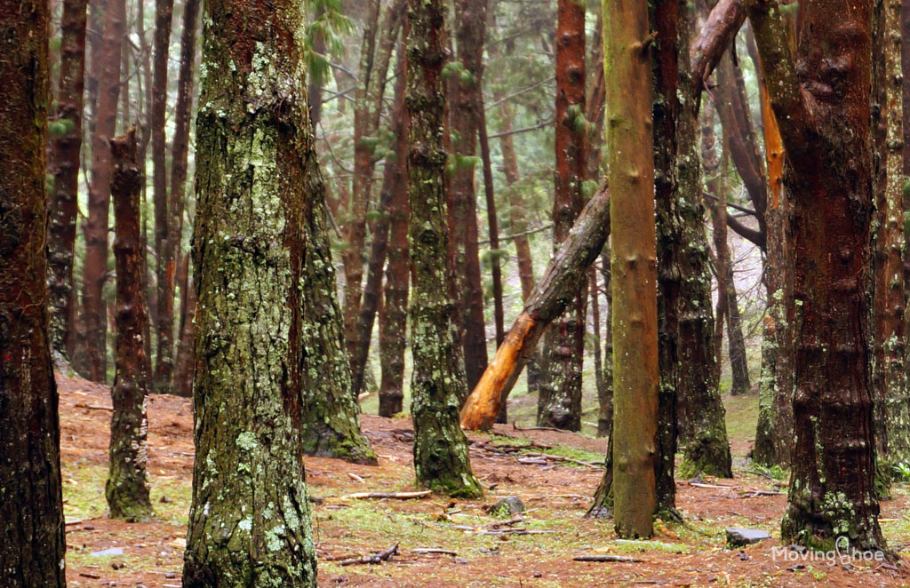 Kodikanal-pine-forest