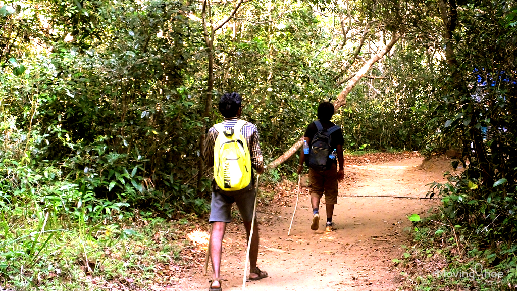 Agasthyakoodam trekking path