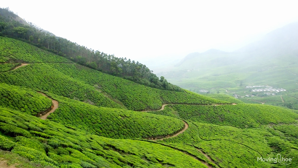 kolukkumalai tea plantations