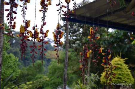 The hanging flowers in the garden