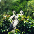 Ranganathittu-bird-sanctuary-mysore