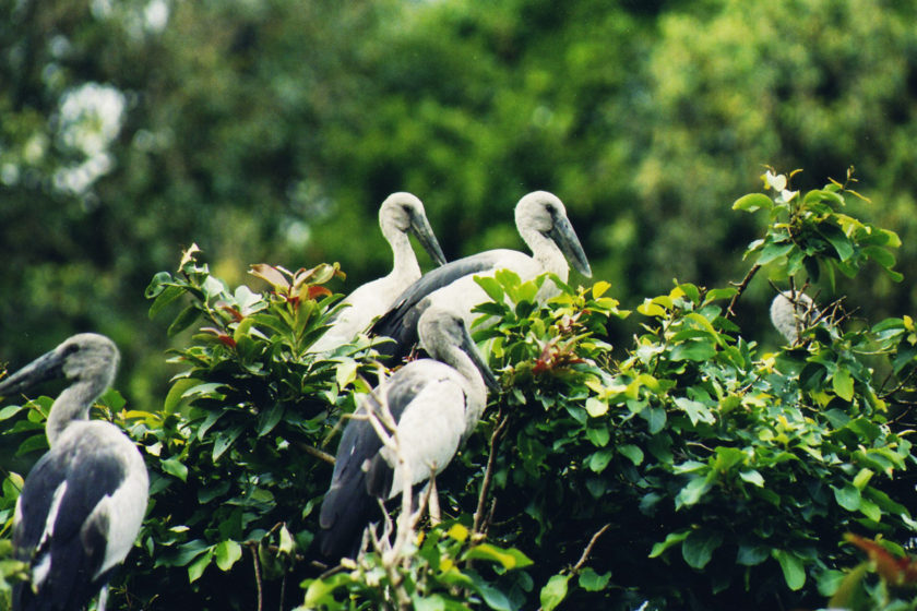 Ranganathittu-bird-sanctuary-mysore